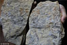 2018年12月18日，南京，中国科学院南京地质古生物研究所研究人员展示在南京东郊的一处早侏罗世南象山组地层中，发现的距今1.74亿年前绽放于侏罗纪早期的“南京花”。这是迄今为止，世界上最古老的花朵化石，将被子植物可信的化石记录向前推进了约5000万年。相关研究成果发表在英国综合性学术期刊《eLife》上。