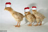 三只小鸡戴上了圣诞帽。