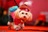 2011年12月24日，江苏省南京市，2011第三届宠物时尚装扮SHOW暨宠物圣诞狂欢节在禄口皮草小镇举行。
