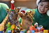 当地时间2014年12月23日，韩国龙仁市，爱宝乐园动物园里的小老虎戴着圣诞帽迎接圣诞节。