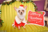 当地时间2014年11月16日，英国伦敦，圣诞节将至，“疯狗女士”Emmie Stevens将自己的12只宠物狗全都精心装扮，穿上圣诞服装拍照，一起享用圣诞大餐。