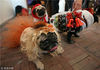 当地时间2017年1月15日，俄罗斯圣彼得堡，主人们携宠物巴哥犬参加圣诞节活动。