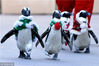 当地时间2017年12月5日，日本横滨，在当地的八景岛海洋公园内，非洲企鹅穿上圣诞主题的服装在散步。