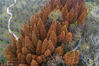 2018年12月1日，江苏淮安，古黄河生态园的水杉、梧桐和枫树等植物的叶子或金黄、或火红，让人目不瑕接（无人机拍摄）。