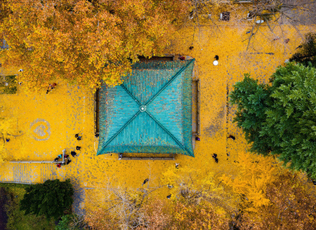 南京：银杏叶落铺“金毯”