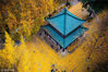 2018年12月1日，冬日的南京，银杏落叶给大地铺上了一层金色的“地毯”，美不胜收。苏阳/视觉中国