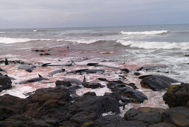 新西兰多只巨头鲸搁浅死亡 岸边海水染成红色