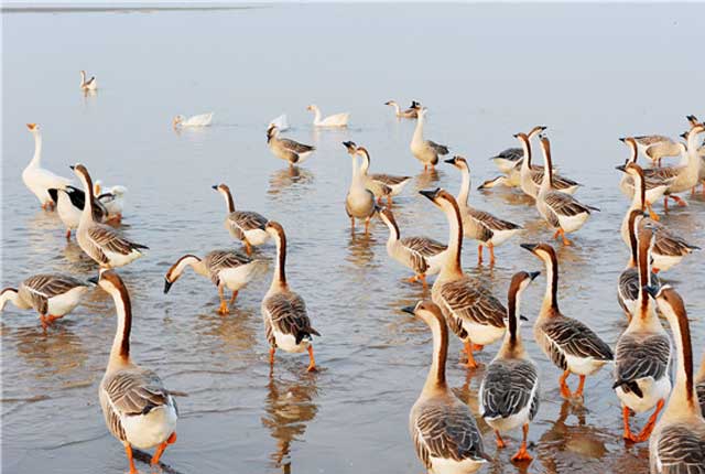 江西上饶：大批候鸟相继飞越鄱阳湖越冬