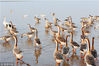 2018年11月30日，江西上饶，大批鸿雁飞抵鄱阳湖国家湿地公园觅食越冬。