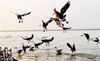 2018年11月30日，江西上饶，大批鸿雁飞抵鄱阳湖国家湿地公园觅食越冬。
