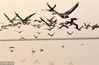 2018年11月30日，江西上饶，大批鸿雁飞抵鄱阳湖国家湿地公园觅食越冬。卓忠伟 /视觉中国
