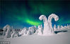 2014年2月2日消息（具体拍摄时间不详），芬兰，厚厚的积雪将树枝压弯，壮观的北极光将被皑皑白雪覆盖的森林印出异样的色彩，宛如童话世界。