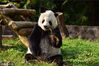 2018年12月3日，成都。中国大熊猫保护研究中心海归大熊猫“高高”结束回国后隔离检疫，与媒体见面。
