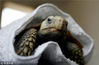 2010年1月12日，青岛动物园内动物过冬，一只缅甸陆龟被披上了“被子”以保暖。
一只缅甸陆龟被披上了“被子”以保暖。