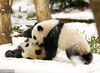 当地时间2015年1月27日，美国华盛顿，史密森国家动物园中，大熊猫妈妈美香和幼崽宝宝雪地里“摔跤”御寒。