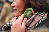 2015年3月8日，江苏南京，一只和尚鹦鹉躲在主人的围脖里取暖。