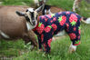 2015年6月17日消息（具体拍摄时间不详），美国缅甸洲农场的山羊宝贝穿上花睡衣，在镜头前嬉戏打闹，可爱模样令人捧腹。主人霍普·哈尔(Hope Hall )表示因为最近一段时间总是下雨，天气很凉特意为山羊宝宝穿上睡衣，希望可以帮助它们取暖，小羊们看起来也非常喜欢花睡衣。这些小羊喜欢和人们亲近，非常享受人们的拥抱和亲吻，很多有爱的家庭会在这些小羊到8周大时收养它们。