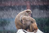 2016年1月22日，浙江省杭州市，探访暴雪中的杭州动物园猴山，猴子在雪中紧紧缩紧自己的身体，还有的猴子们依偎在一起抱团取暖。