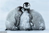 2016年3月22日讯（具体拍摄时间不详），52岁的德国食品工程师Gunther Riehle在南极洲捕捉到一群三个月大的小企鹅在暴风雪中抱团取暖的画面，小企鹅闭着眼睛缩成一团，相互依偎在一起抵御寒冷。