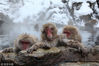 2010年1月30日，日本山之内，一群猴子在温泉里泡澡。它们每年都到该温泉泡澡以躲避寒冷的侵袭，这个“传统”最早可追溯到1963年一只母猴进入温泉里捡大豆的“冒险”行为。