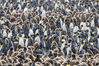 2018年1月17日讯（具体拍摄时间不详），摄影师Paul Goldstein用一大群企鹅玩了一次现实版的《智力拼图》！Paul是旅行杂志The Exodus Travels的导游，他在南极南乔治亚岛旅行时邂逅一只企鹅大军，这些家伙在风雪天抱团取暖，身披棕色绒毛的幼崽被成年企鹅层层包围，在飘扬的大雪下组成一幅奇特的画面，宛若精心设计出的智力拼图，看得人眼花缭乱。