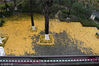 2018年12月6日，正值冬季，南京市鼓楼公园内落叶缤纷，金黄的银杏叶从头而落，而景区也从今年开始执行了落叶不扫政策，让落叶自然的铺在路上，装饰出一条黄金大道。