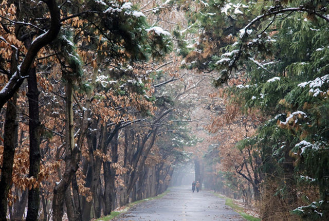 山东日照：实拍雪后森林公园 
