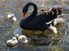 2018年12月6日，北京气温骤降，在圆明园湖畔，五只新出生的黑天鹅宝宝在父母的呵护中首次下水觅食、萌态十足，成为寒冬一道可爱有趣的风景。