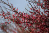 2018年2月11日，安徽黄山新安江公园内的红梅迎春绽放。