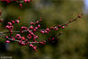 2018年2月11日，安徽黄山新安江公园内的红梅迎春绽放。