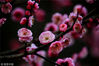 2018年2月11日，安徽黄山新安江公园内的红梅迎春绽放。施广德/视觉中国