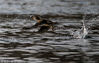2018年2月12日，安徽黄山，成双结对的珍稀野生鸳鸯结伴游戈新安江，觅食戏水，沐浴早春阳光。