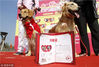 2015年10月18日，江苏省南京市，一对宠物犬参加集体婚礼后留影。