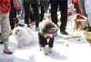 2015年10月18日，江苏省南京市，一对穿着精美“礼服”的宠物犬参加集体婚礼。