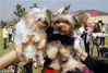 2015年10月18日，江苏省南京市，穿着精美“礼服”的宠物犬准备参加集体婚礼。
