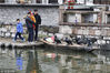 2018年2月16日，好奇的游客在上海枫泾古镇的河边近距离观看鸬鹚。一边感受江南水乡独有的魅力，一边感受红灯笼高高挂的古镇年味。有着1500多年历史的中国历史文化名镇—枫泾，以镇中界河为界分跨吴越两地，素有“吴越名镇”之称。 