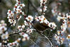 2018年2月16日，安徽黄山，一只小鸟在梅花枝头上戏梅。