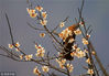 2018年2月16日，安徽黄山，一只小鸟在梅花枝头上戏梅。