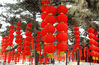 2018年1月27日，北京，大红灯笼将圆明园内外装扮一新，洋溢出一派热烈喜庆的节日氛围，迎接狗年春节的到来。