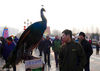 2018年2月18日，在北京国际雕塑公园蝶形广场，一只孔雀标本造型，吸引游人的目光。