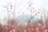 2018年2月19日，当日是大年初四，也是二十四节气中的“雨水”，在江苏南通园艺博览园，多种颜色的梅花在雨中绽放，为新春佳节增添了色彩。