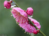 2018年2月19日，当日是大年初四，也是二十四节气中的“雨水”，在江苏南通园艺博览园，多种颜色的梅花在雨中绽放，为新春佳节增添了色彩。视觉中国