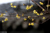 2018年2月21日，江苏淮安，一公园内梅花盛开，喜迎春天的到来。