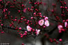 2018年2月21日，江苏淮安，一公园内梅花盛开，喜迎春天的到来。