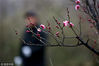 2018年2月21日，江苏淮安，一公园内梅花盛开，喜迎春天的到来，春节过后，气温将逐渐升高，春暖花开即将来到。张照久/视觉中国