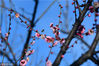 2018年2月23日，随着天气回暖，杭州超山梅花进入最佳观赏期，白梅、红梅、绿萼梅、腊梅等竞相开放，春意盎然美不胜收，引游人驻足拍照。
