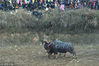 2018年2月23日，贵州黔东南，在凯里市三棵树镇格冲村斗牛堂，一头斗牛被对手斗得落荒而逃。