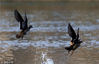 2018年2月3日，安徽黄山，野生鸳鸯在新安江上游屯溪段水面上嬉戏迎春。