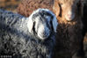 2018年2月3日，新疆哈密 二堡镇，牧民别克家的50只小羊羔单独放在圈里，非常可爱，有的甚至面对人看起来微笑着！
