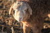 2018年2月3日，新疆哈密 二堡镇，牧民别克家的50只小羊羔单独放在圈里，非常可爱，有的甚至面对人看起来微笑着！